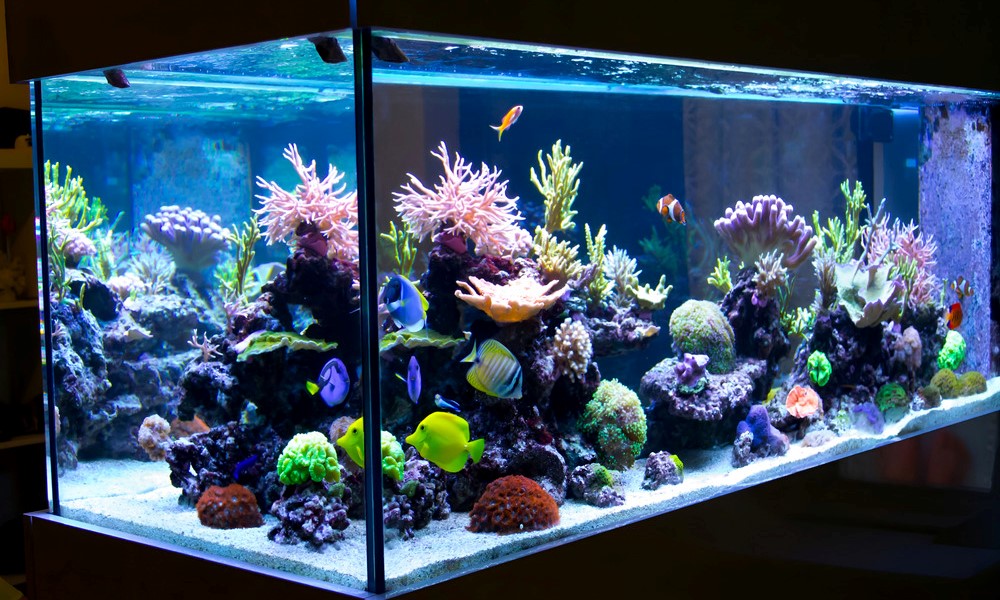 ¿Qué color de luz es mejor para un acuario?